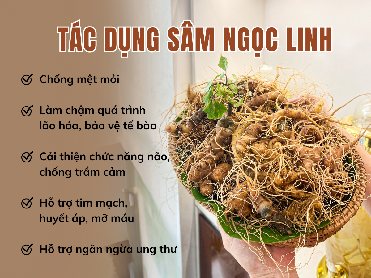 sâm ngọc linh là gì sâm ngọc linh TRIMICO